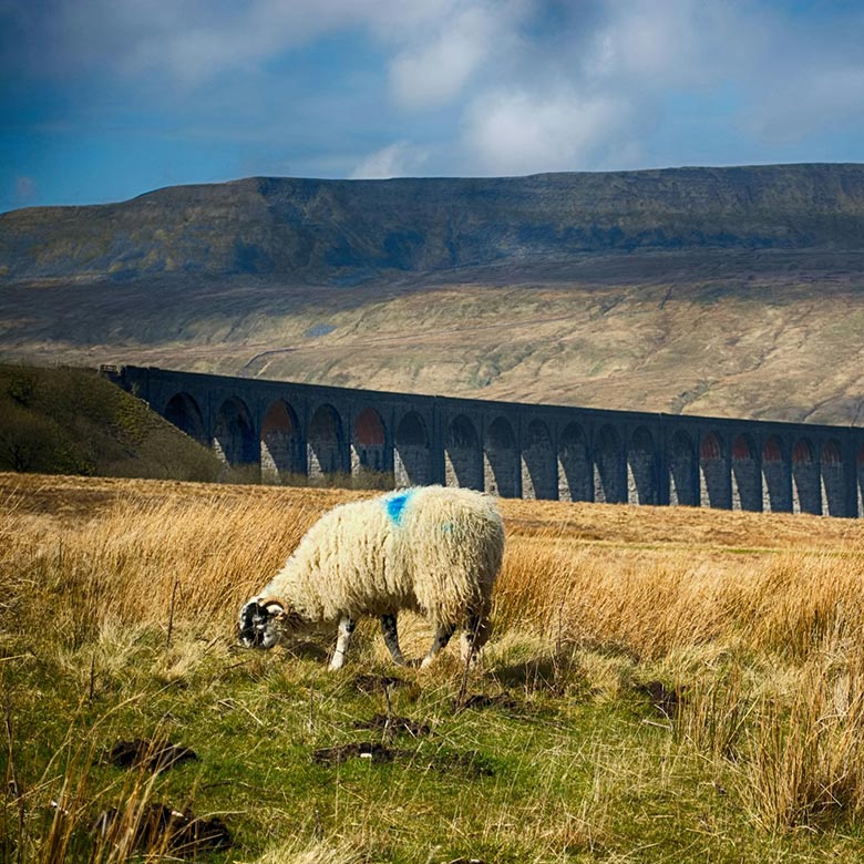 Ribblehead Viaduct